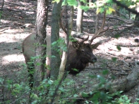 Yes there are elk on the Elk Trail